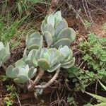 Cotyledon barbeyiLeaf