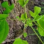 Liriodendron chinense Folha