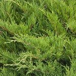 Juniperus sabina পাতা