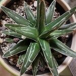 Agave victoriae-reginae Folla