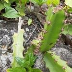 Hylocereus trigonus Blad