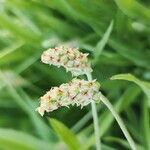 Plantago ovata Frutto