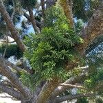 Araucaria cunninghamii Folha