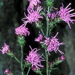 Liatris scariosa Elinympäristö