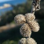 Cynoglossum officinale Frukt