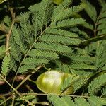 Piptadenia flava Fruit