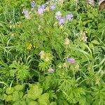 Geranium pratenseFlors