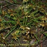 Cyperus flavescens Hábito