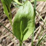 Ophioglossum vulgatum Blad