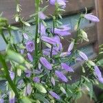 Campanula rapunculoidesപുഷ്പം