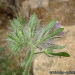 Phacelia cryptantha Лист