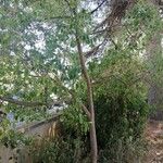 Dais cotinifolia Συνήθη χαρακτηριστικά