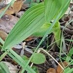 Cephalanthera longifolia Leaf