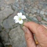 Cerastium arvense Flower