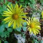 Doronicum columnae 花