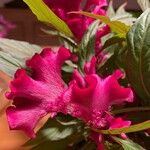 Celosia argenteaBlomst