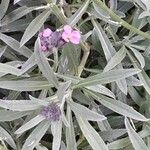 Erysimum linifolium برگ