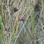 Schoenus nigricans Flower