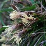 Carex humilis Flower