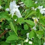 Exochorda racemosa Hàbitat