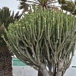 Euphorbia murielii ഇല