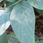 Pachystachys dubiosa Leaf