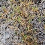 Distichlis spicata 整株植物