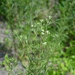 Eupatorium hyssopifolium Pokrój