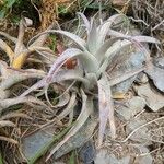 Tillandsia chiapensis List