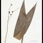 Geonoma leptospadix Fruto