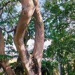 Cocculus laurifolius Bark