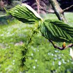 Acer pensylvanicum Blomma