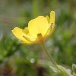 Argentina peduncularis Çiçek