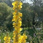 Verbascum densiflorumКветка