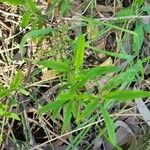 Verbena simplex Lapas