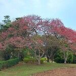 Cassia grandis Habitus