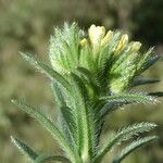 Neatostema apulum Hoja