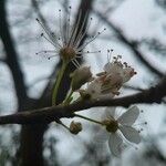 Prunus pensylvanica Flor
