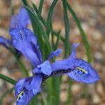 Iris histrio Flor