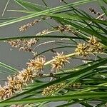 Carex vulpinoidea 花