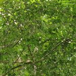 Celtis mildbraedii Habitus
