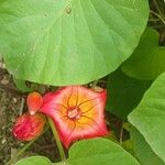 Stictocardia tiliifolia Flower