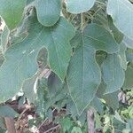 Brachychiton bidwillii Lapas