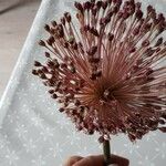 Allium atroviolaceum Cvet