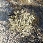 Eryngium campestre Habit