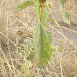 Waltheria indica 葉