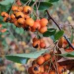 Pyracantha crenulata Fruit