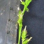 Carex polystachya