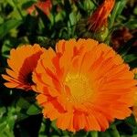 Calendula stellata Flower