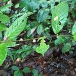 Tricalysia vadensis Leaf